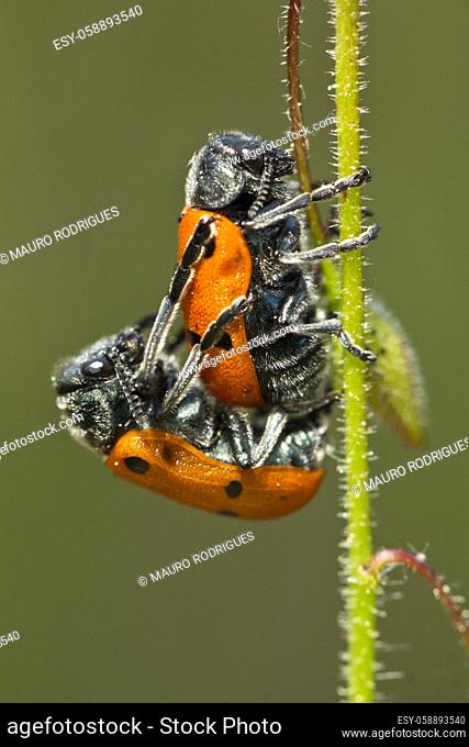 Close up view of two Leaf Beetle (Lachnaia paradoxa) mating