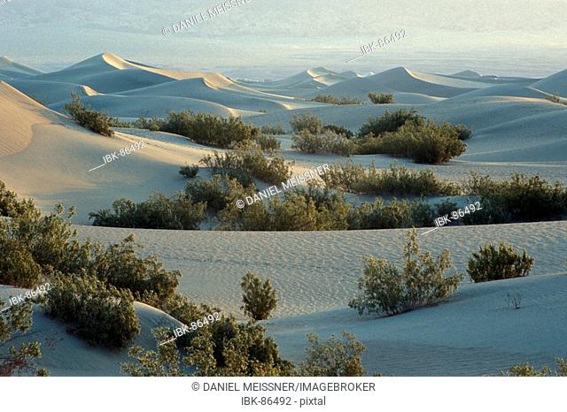 Creosote bushes (larrea tridentata) in the Mesquite Flats sand dunes Death Valley National Park California USA