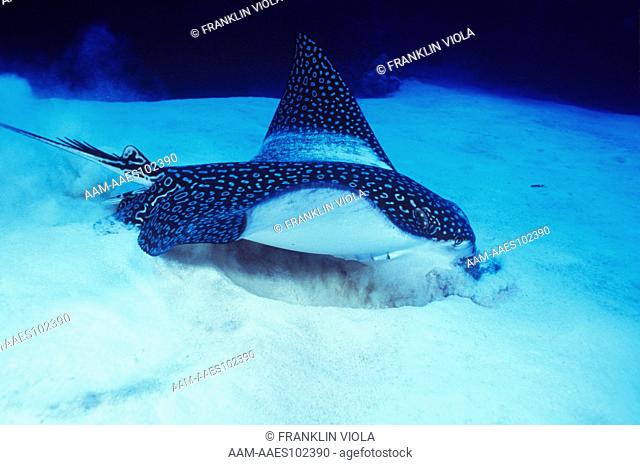 Spotted Eagle Ray (Aetobatis narinari) feeding on Crustaceans in Sand Bottom, Caribbean