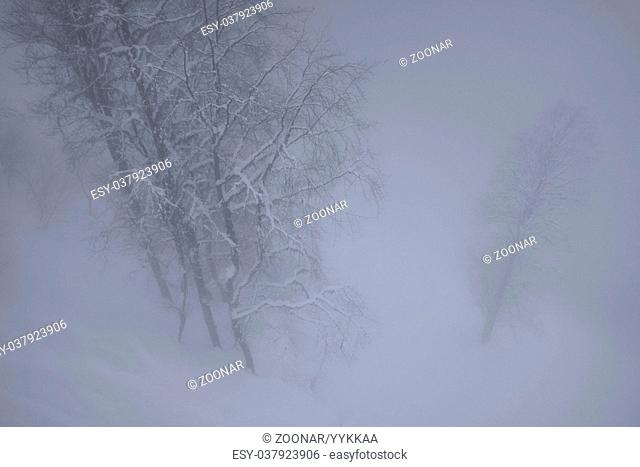 Snowy forest in the clouds on North slope Aibga Ridge Western Caucasus