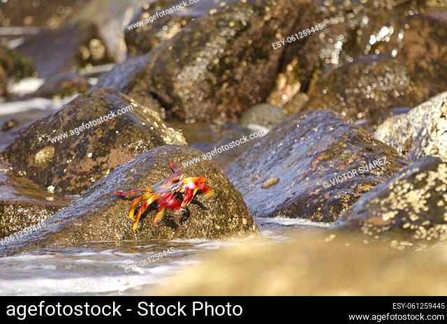 Crab Grapsus adscensionis jumping from a rock. Sardina del Norte. Galdar. Gran Canaria. Canary Islands. Spain