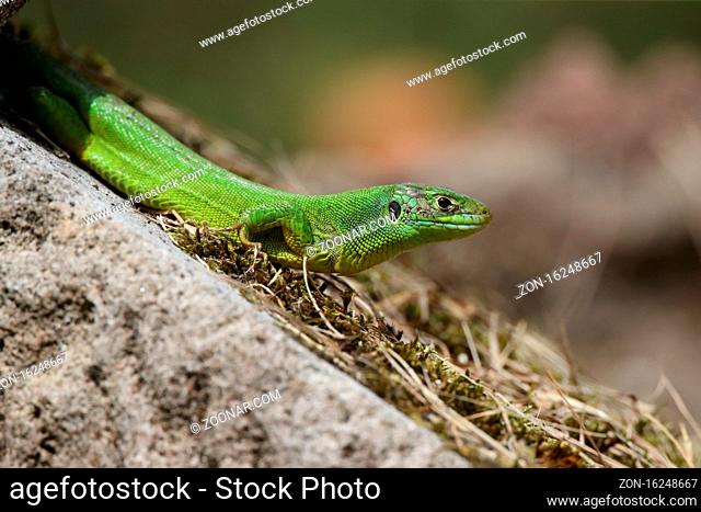 Western Green Lizard sits in a dry stone wall