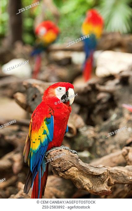 Scarlet macaws at Xcaret Eco Park, Xcaret, Playa Del Carmen, Riviera Maya, Quintana Roo, Yucatan Province, Mexico, Central America