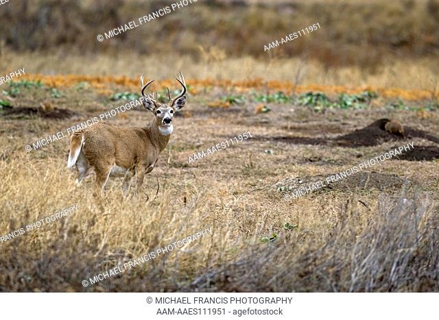 White-tailed Deer (Odocoileus virginianus) alert buck in Black-tailed Prairie Dog town during fall Custer State Park , South Dakota