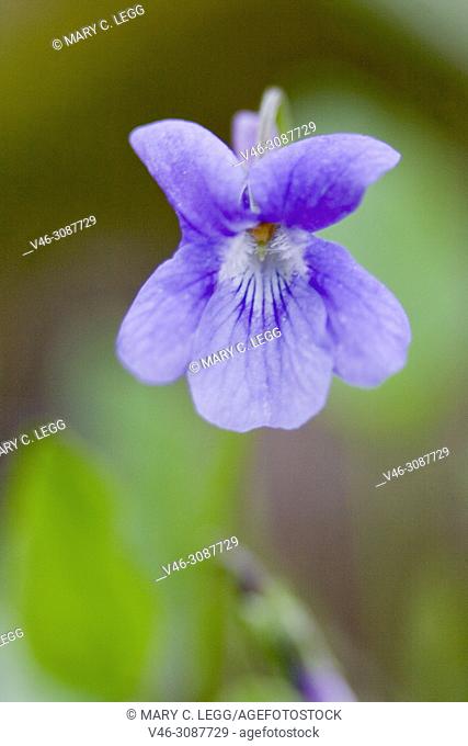 Heath Dog-violet, Viola canina