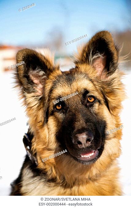 Pappy of german shepherd dog