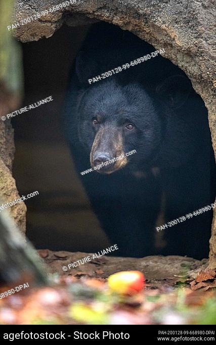 28 January 2020, Lower Saxony, Osnabrück: Black bear ""Honey"" dares to take a look at the black bear enclosure in the North American animal world ""Manitoba""...