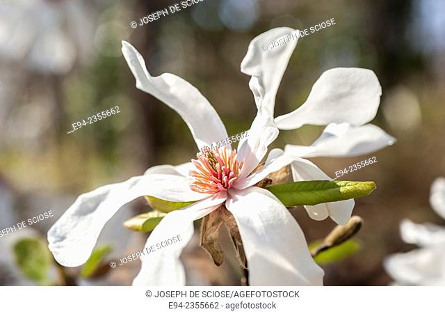A close up of a Magnolia stellata flower in full bloom