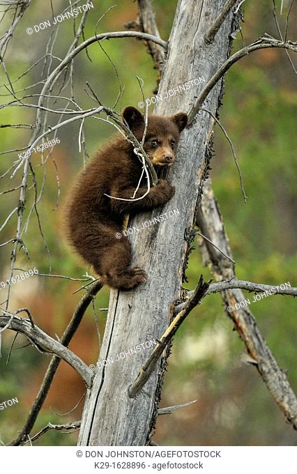 American Black bear Ursus americanus Young cub in the safety of a dead snag, Jasper NP, Alberta, Canada