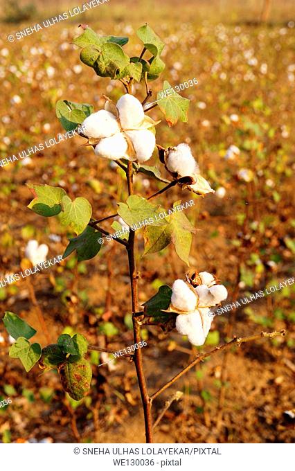 Closeup of ripe cotton plant, Poona, Maharashtra, India
