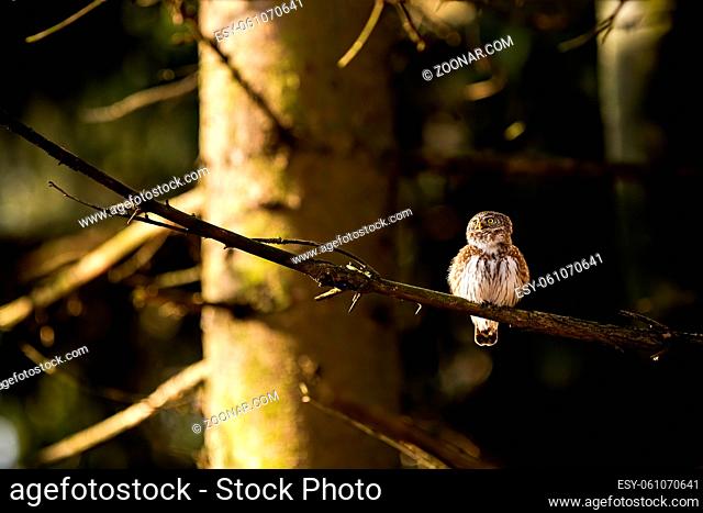 Small eurasian pygmy owl sitting on a branch in forest at sunrise with rays shining on a tree behind it and casting shadows