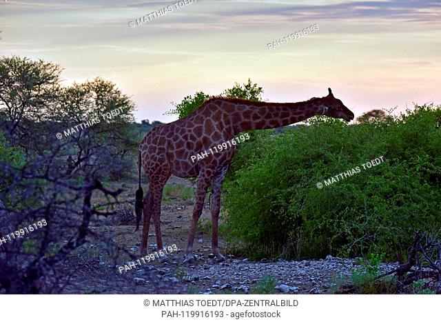 Giraffe taking a look at an acacia in the Etosha National Park at sunset time, taken on 05.03.2019. The Giraffe (giraffa) belongs to the pairhorses and with a...