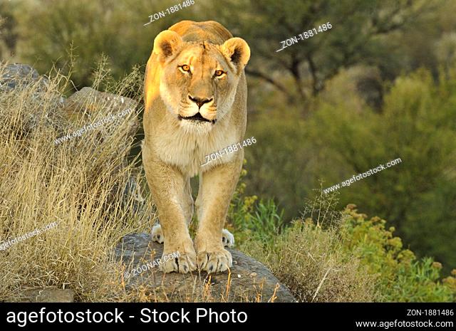 Lioness in the bush on a farm area near windhoek in namibia