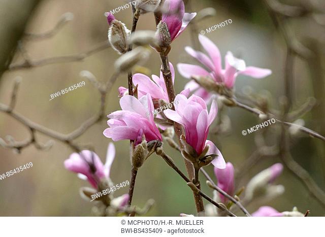 magnolia (Magnolia x loebneri 'Leonard Messel', Magnolia x loebneri Leonard Messel), cultivar Leonard Messel