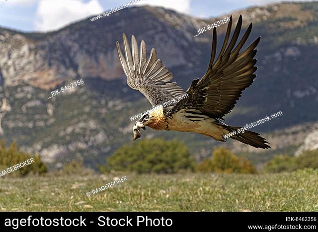 Bearded vulture (Gypaetus barbatus) with a sheep's foot, Pyrenees, Spain, Europe