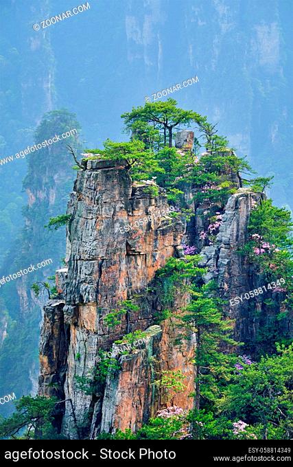 Famous tourist attraction of China - Zhangjiajie stone pillars cliff mountains on sunset at Wulingyuan, Hunan, China