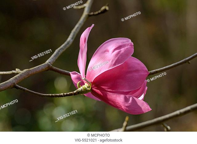 SCHWEIZ, SAN NAZARRO, 27.03.2014, Magnolie (Magnolia spreni 'Burncoose') - 27/03/2014