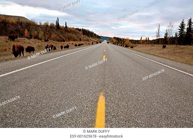 Wood Buffalo herd along Alaska Highway in British Columbia