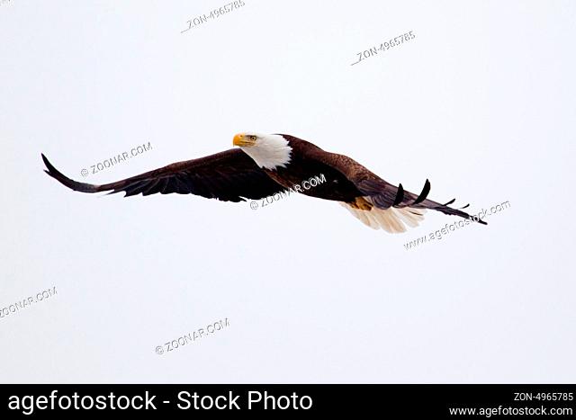 American Bald Eagle flying against a blue sky