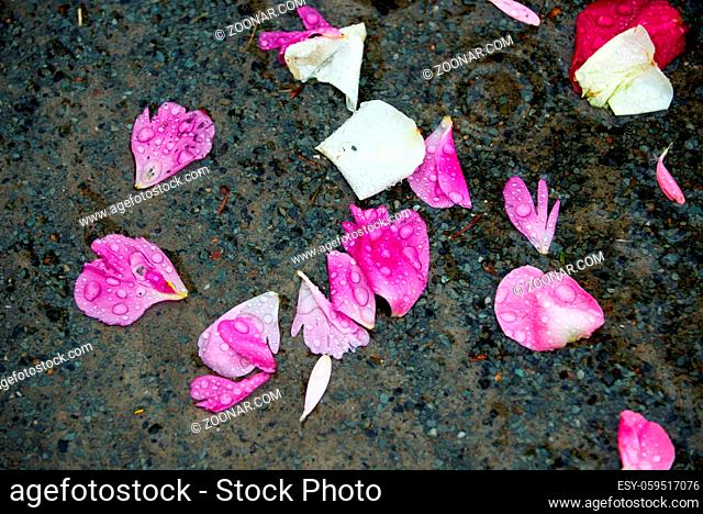 Roses leaves on ground after wedding