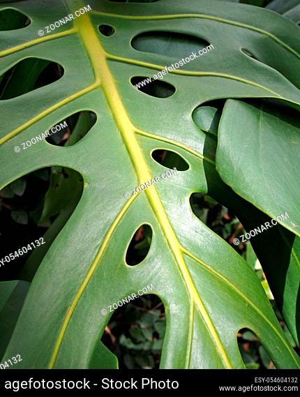 close up of a large bright green tropical philodendron leaf with a pattern of dark holes