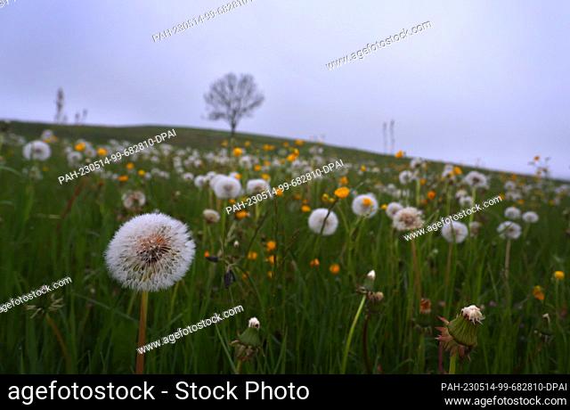 14 May 2023, Bavaria, Ruderatshofen: Withered dandelions and buttercups stand in a meadow in the early morning. Photo: Karl-Josef Hildenbrand/dpa