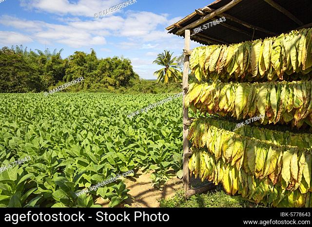 Cultivated tobacco (Nicotiana tabacum), tobacco leaves hung to dry and tobacco plantation behind, Pinar del Río Province, Cuba, Central America