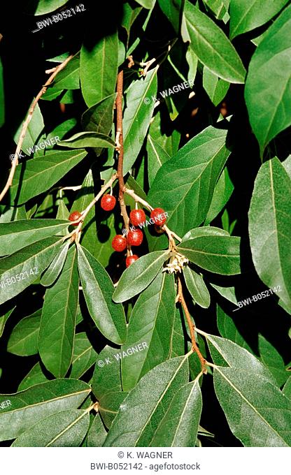 Autumn-olive, Autumn oleaster, Autum olive (Elaeagnus umbellata), branch with mature fruits