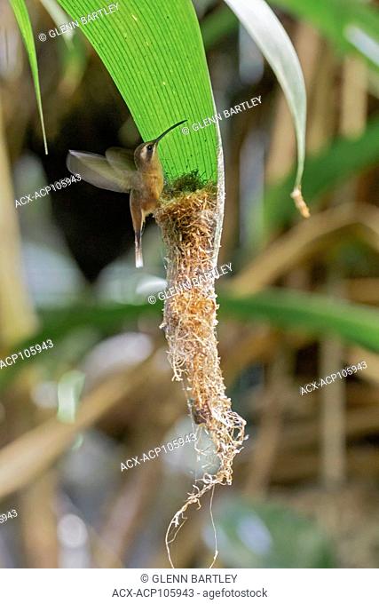 Stripe-throated Hermit (Phaethornis longuemareus) building its nest in Costa Rica