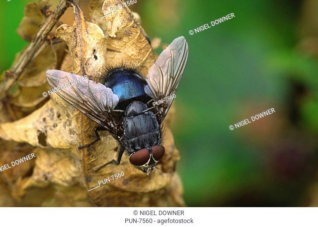 Close-up of a Bluebottle Calliphora vomitoria resting on a leaf in the early morning in a Norfolk wood in summer