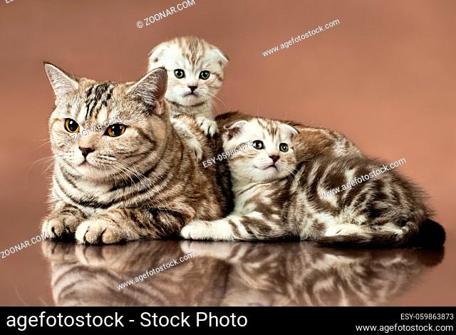 family group of two beautiful kitten with mother, breed scottish-fold, lie on brown background