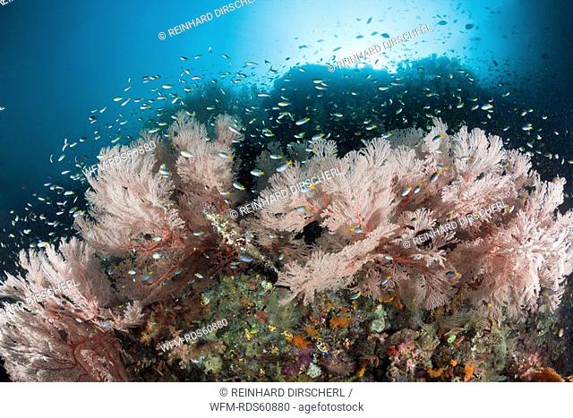 Coral Demoiselle surrounding Seafan, Neopomacentrus sp., Raja Ampat, West Papua, Indonesia