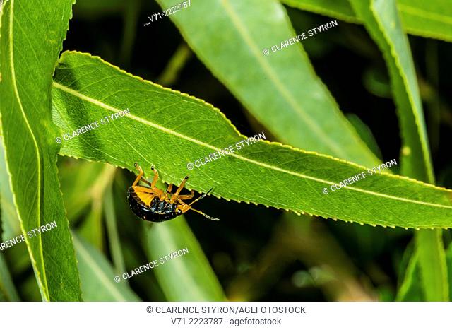 Ebony Bug (Corimelaena sp.) on Willow (Salix caroliniana) Tree Leaf