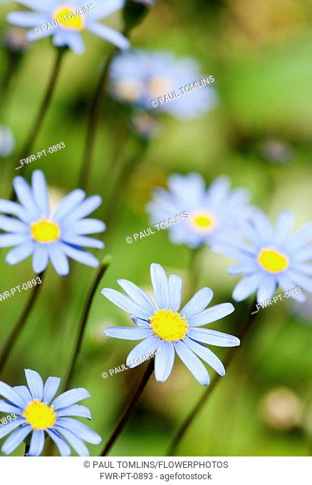 Daisy, Blue daisy, Felicia amelloides