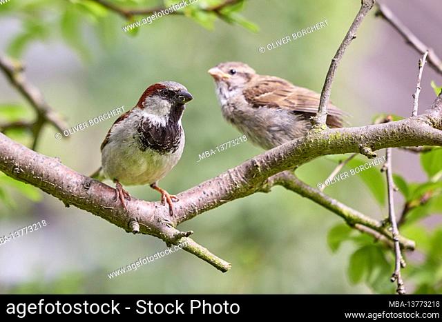 House Sparrow, Sparrow, Passer domesticus, male