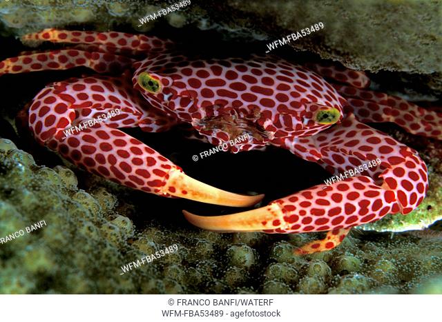 Coral Crab, Trapezia rufopunctata, Kimbe Bay, New Britain, Papua New Guinea