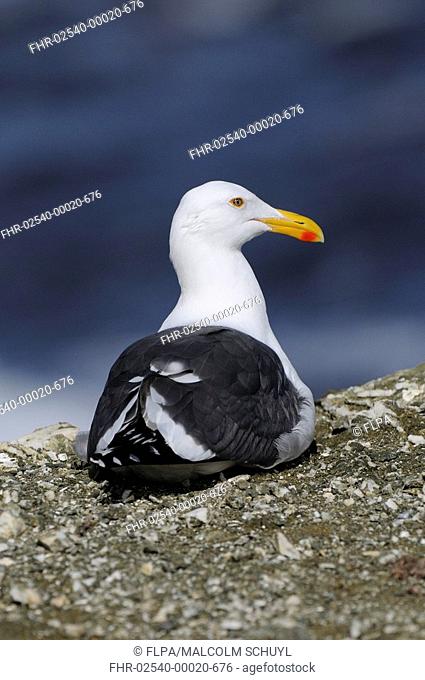 California Gull Larus californicus adult, sitting on coastal rock, Baja California, Mexico