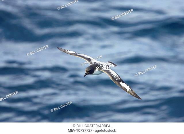 Pintado or Cape Petrel - In flight over sea (Daption capense)