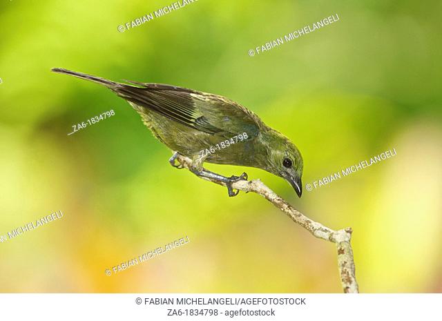 Palm Tanager Thraupis palmarum melanoptera, perched in the rain forest of northern Venezuela