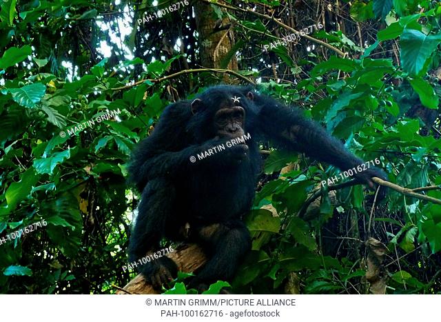 Eastern chimpanzee (Pan troglodytes schweinfurthii) male with flower in hair, Gombe Stream National Park, Tanzania | usage worldwide