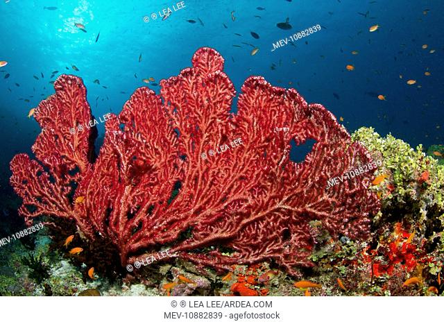 Red Gorgonian Sea Fan (Mopsella sp.). Fotteyo - Felidhoo - Maldives