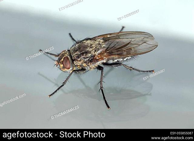 Fly on a flat surface with its shadow visible