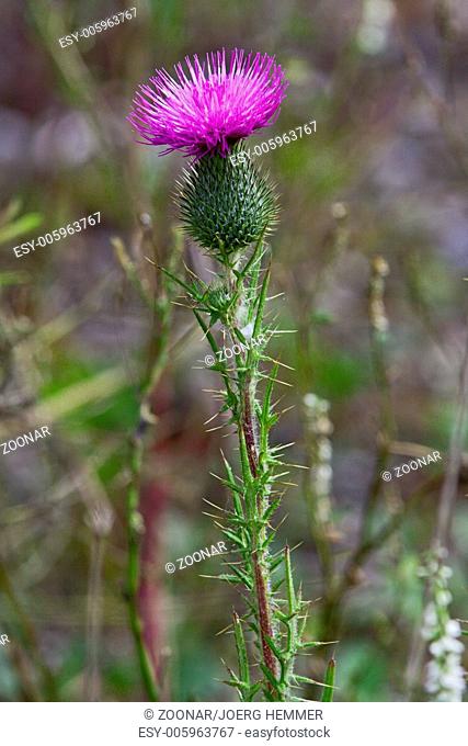 Spiny Plumeless Thistle, Carduus acanthoides