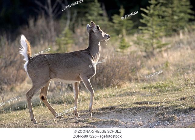 Weisswedelhirsch mit Bastgeweih und aufgerichtetem Wedel - (Virginiahirsch) / White-tailed Deer stag with velvet-covered antler and erecting scut - (Virginia...