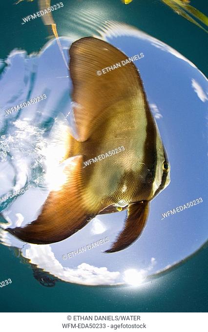 juvenile Longfin Spadefish, Platax teira, Micronesia, Pacific Ocean, Palau