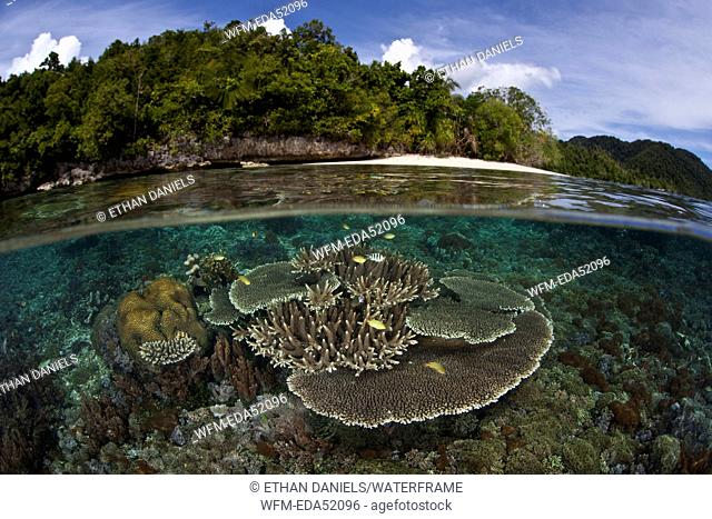 Corals in shallow Water, Raja Ampat, West Papua, Indonesia