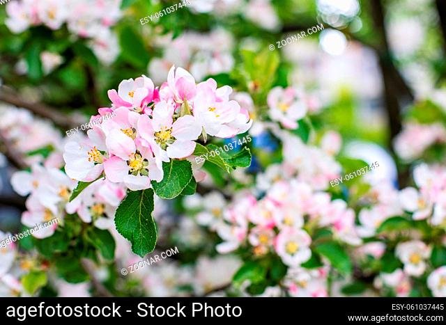 Apple blossom, spring flowering orchard. Delicate pink white flower of an apple tree. Natural fresh natural background wallpaper backdrop postcard