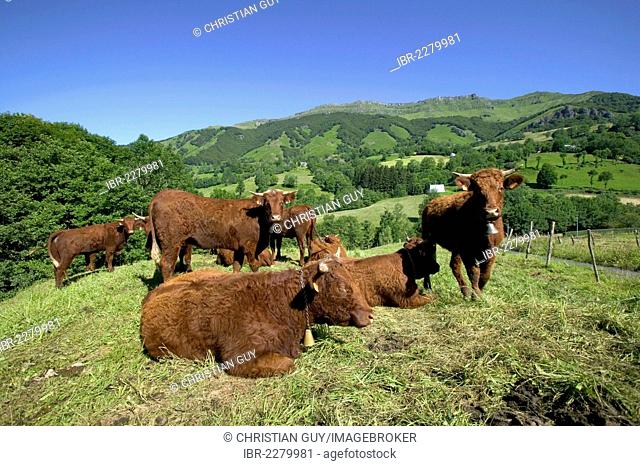 Salers cattle, Mandailles Valley, Parc Naturel Regional des Volcans d'Auvergne, Auvergne Volcanoes Regional Nature Park, Cantal, France, Europe
