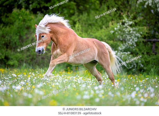 Haflinger Horse. Adult gelding galloping on a meadow. Sqitzerland