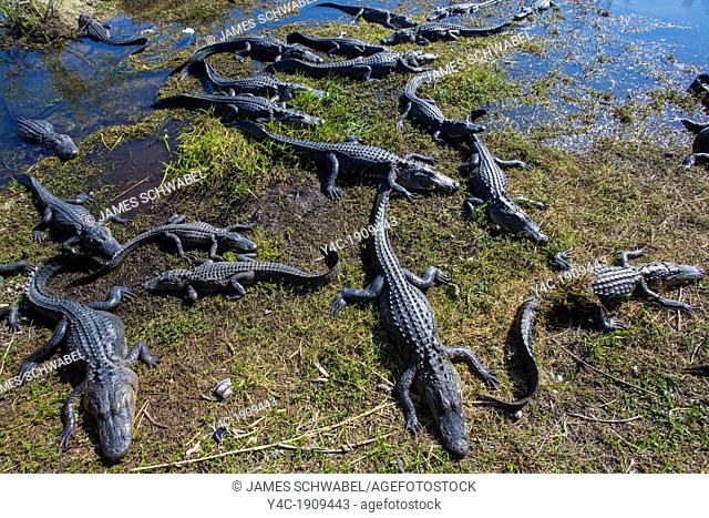 Alligators along the Anhinga Trail in Everglades National Park Florida
